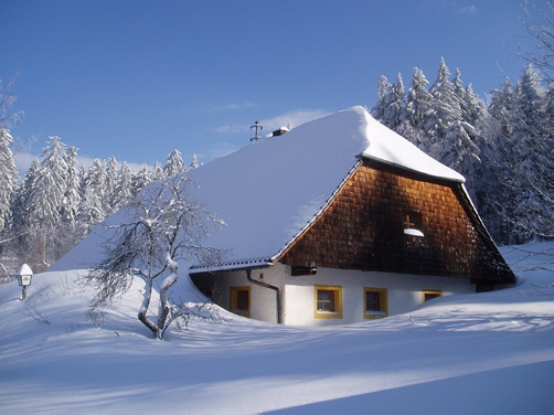 Nest Winterbild