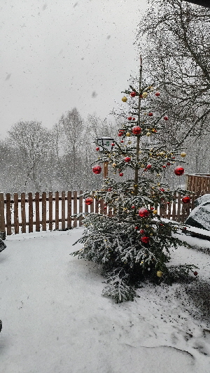 Thumb_Nest_Baum_2024